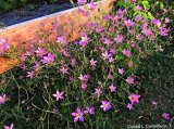 Pretty!