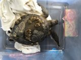 Seeking Sea Turtle Helpers