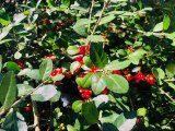 Yaupon Holly