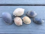 NC Shell Club Visits Ocracoke