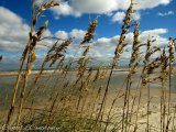 Shoreline