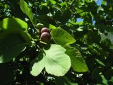 Fig Heaven
