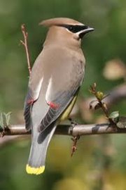 cedar waxwing