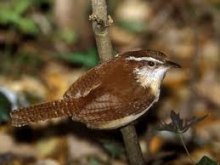 carolina wren