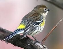 myrtle warbler