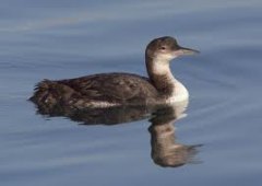 common loon winter plumage
