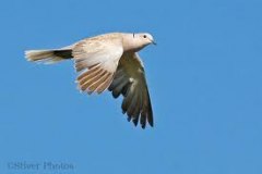Eurasian collared dove