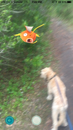 Dogs cannot sense Pokémon, which is a relief, because imagine the barking. 