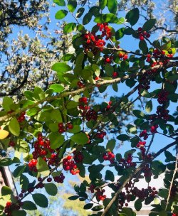 Yaupon Holly Yaupon Holly