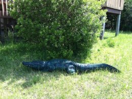 Soundside Safari Spotted in an Ocracoke backyard! (This one's fake, thank goodness.)