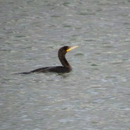 Pelicans, Cormorants, & Loons! Oh My! Double-crested cormorant.
