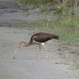 Pelicans, Cormorants, & Loons! Oh My! Immature white ibis.