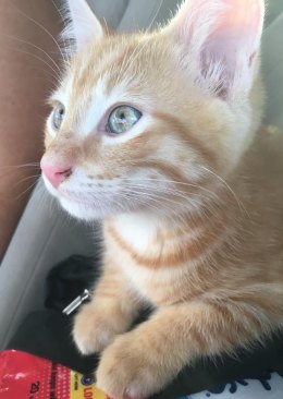Mango is an Ocrakitty who found a forever home with Ocracoke resident Debbie Leoanrd.