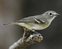 One Bird, Two Birds, Chirping Birds, Yard Birds Vireo