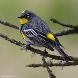 One Bird, Two Birds, Chirping Birds, Yard Birds Yellow-rumped Warbler