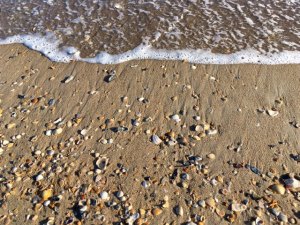 Current Events Week of October 9–15 Ocean bounty