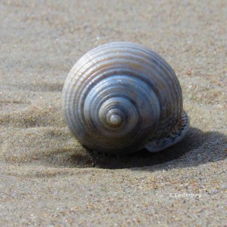 Shell Seeking
