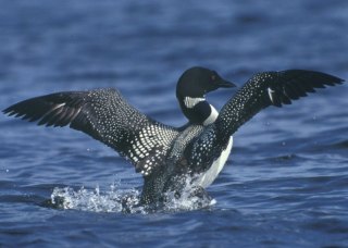 Pelicans, Cormorants, & Loons! Oh My! Another loon.