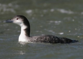 Pelicans, Cormorants, & Loons! Oh My! Loon!
