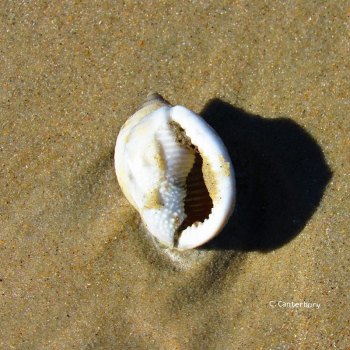 Shell Seeking
