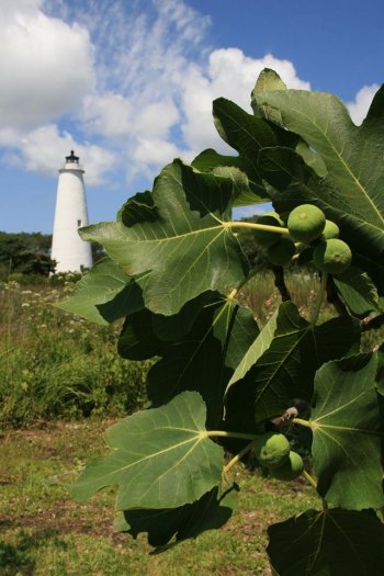 Winner: People's Choice Fig Festival Photo Contest
