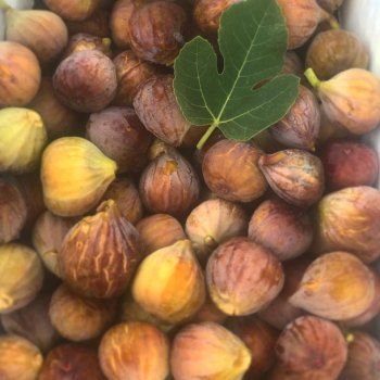 Current Events July 15-21 Figs! Ocracoke's favorite fruit is getting ripe. Look for sweet and savory fig dishes on local menus. Celebrate figginess at the Fig Festival on August 16-17.