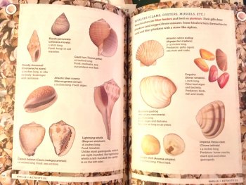Beach: An Owner's Manual Sample interior pages of "Lessons from the Sand."