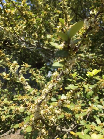 Ocracoke in Bloom Yaupon blooms are tiny little white flowers that "snow" all over.