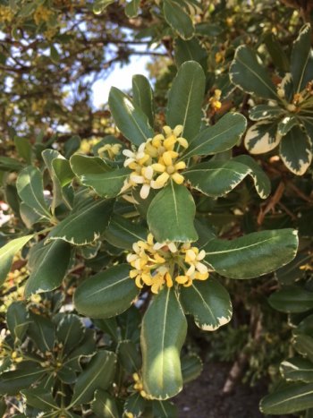 Ocracoke in Bloom Pittosporum smell so sweet.