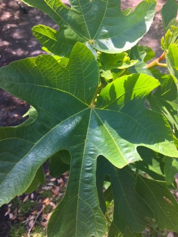 Ocracoke in Bloom Figs are leafing out! They don't bloom, but will explode with figs come summer.