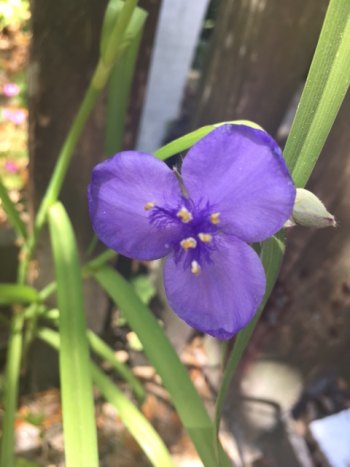 Ocracoke in Bloom Tradescantia blooms spring, summer, and fall.