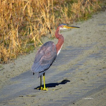Walking, Shelling, Surviving Tri-colored heron