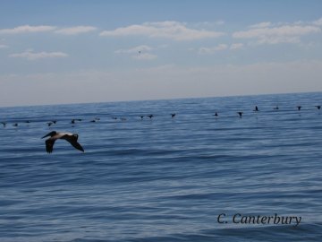 Pelicans, Cormorants, & Loons! Oh My! Pelican hanging out with cormorants.