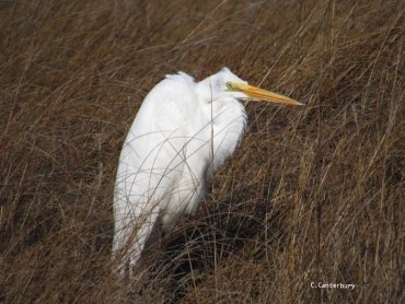 Great Egret