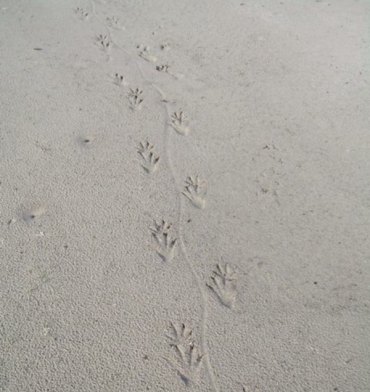 Soundside Safari If you see gator tracks like these, please let Crystal know!