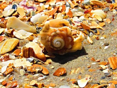 Weekly Seashore Reports 6/10/15