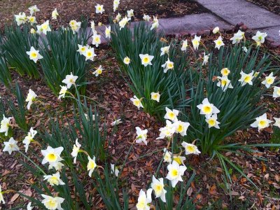Current Events Week of April 9–15 Spring blooms!