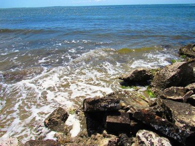 Nature & History at Springer's Point Nature & History at Springer's Point