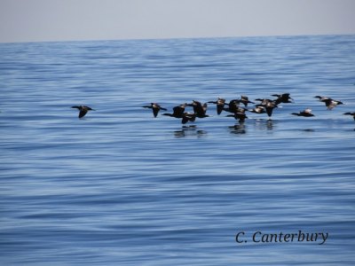 Pelicans, Cormorants, & Loons! Oh My! Cormorants.