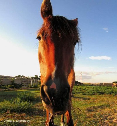 Pony Island Pony Island