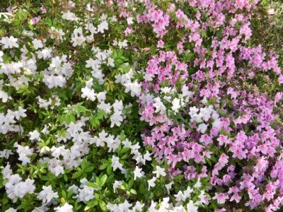 Current Events May 6-12 Spring azaleas in bloom at the Methodist Church