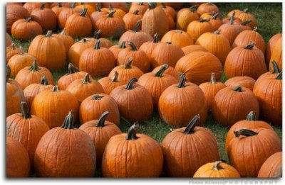 Pumpkin-pickin' at the OCC Fundraiser
