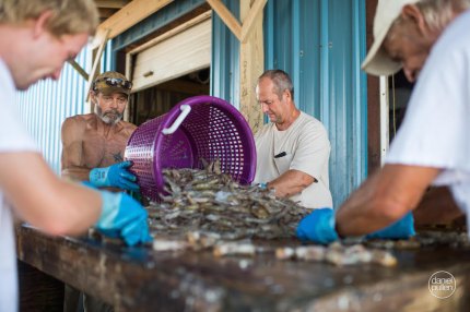 Fishermen clean and head fresh, NC shrimp for Day at the Docks.