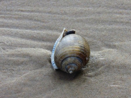 Shell Seeking