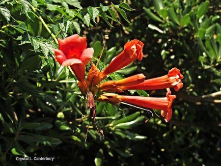 Summer Flora and Fauna Trumpet vine