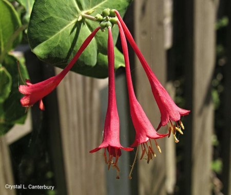 Summer Flora and Fauna Honeysuckle vine