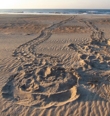 Tracking Turtles Tracking Turtles