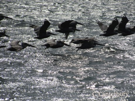 Pelicans, Cormorants, & Loons! Oh My! Pelicans, Cormorants, & Loons! Oh My!