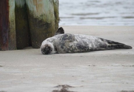 Get a Seal of Approval... A juvenile Gray seal (Halichoerus grypus) rests by pilings at Oregon Inlet.