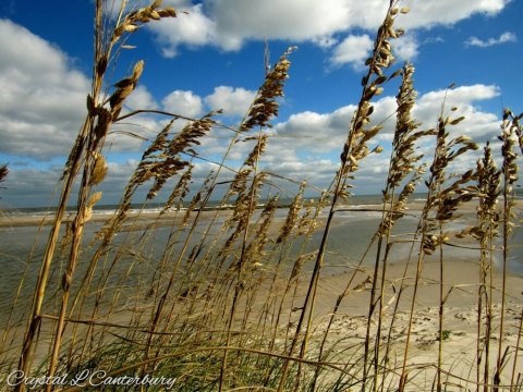 Shoreline